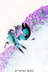 Psychedelic Porcelain Crab by Henley Spiers 